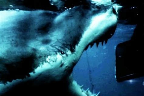 megalodon shark week documentary.